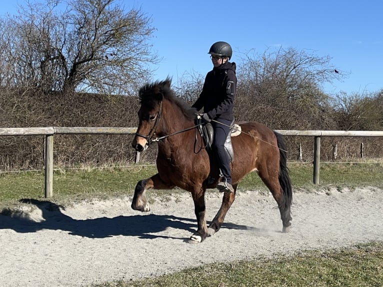 Icelandic Horse Mare 7 years 13,1 hh Brown in Hohenfelde