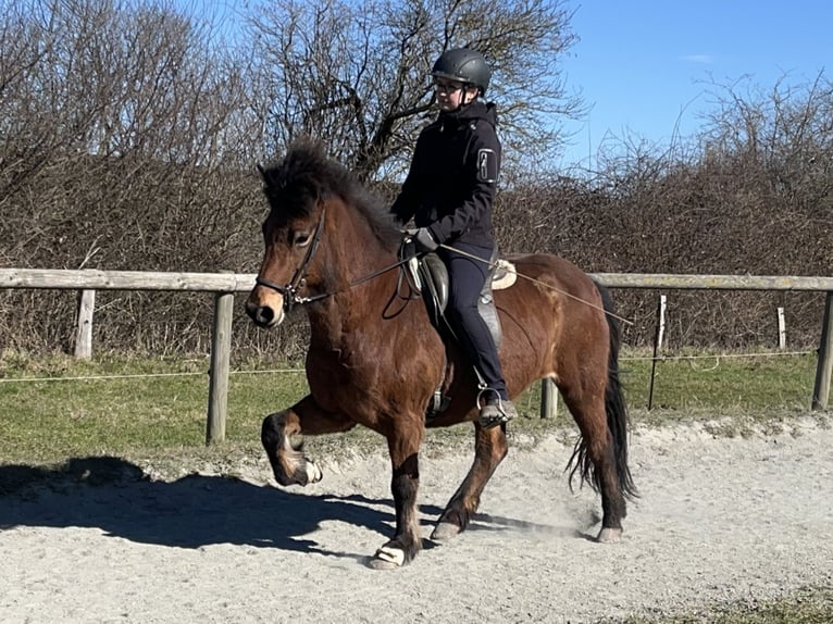 Icelandic Horse Mare 7 years 13,1 hh Brown in Hohenfelde
