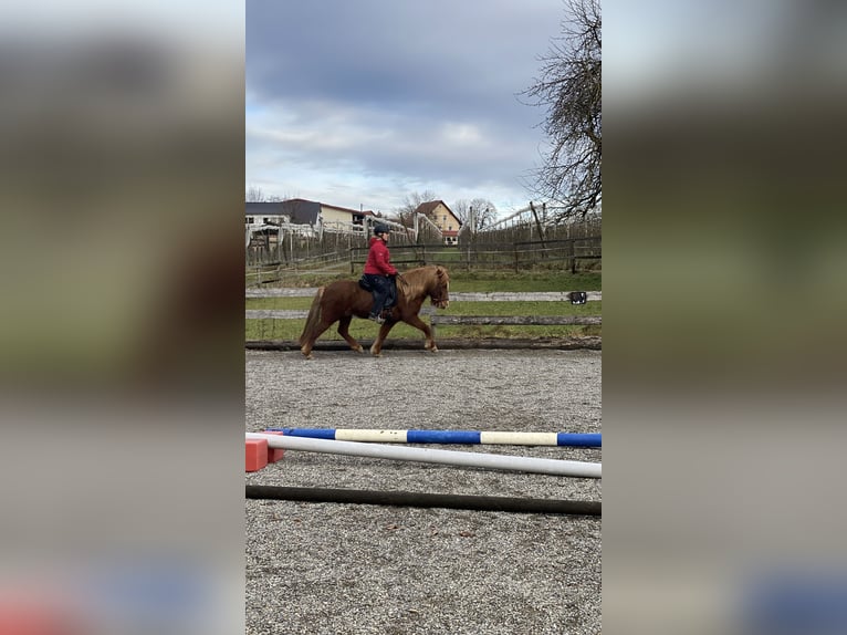 Icelandic Horse Mare 7 years 13,1 hh Chestnut-Red in Ravensburg