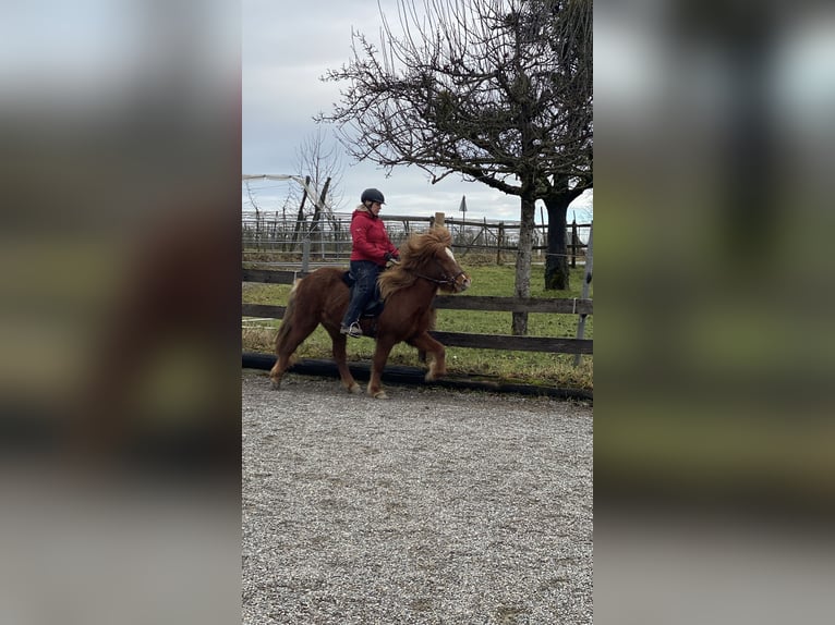 Icelandic Horse Mare 7 years 13,1 hh Chestnut-Red in Ravensburg