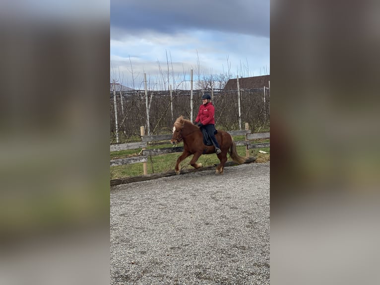 Icelandic Horse Mare 7 years 13,1 hh Chestnut-Red in Ravensburg