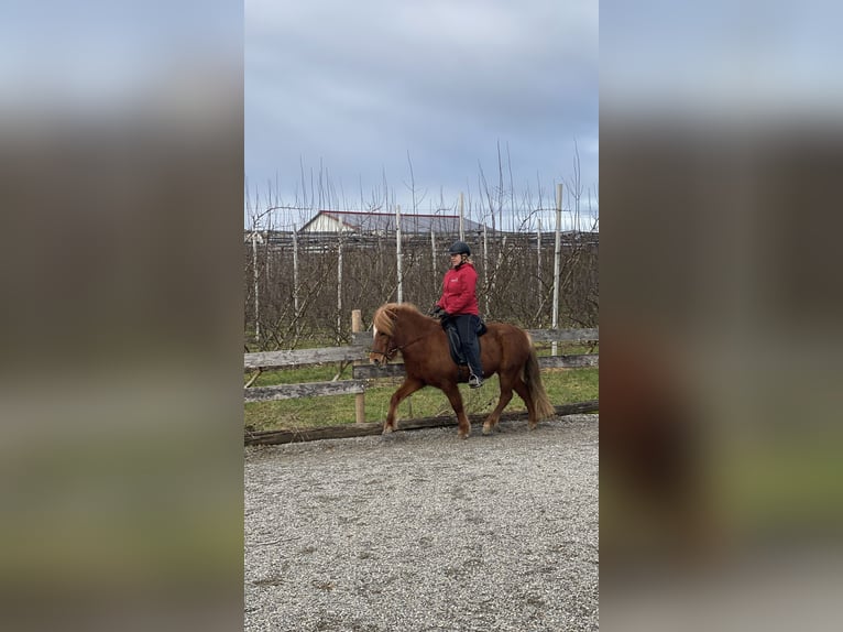 Icelandic Horse Mare 7 years 13,1 hh Chestnut-Red in Ravensburg