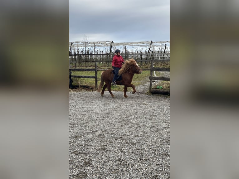 Icelandic Horse Mare 7 years 13,1 hh Chestnut-Red in Ravensburg