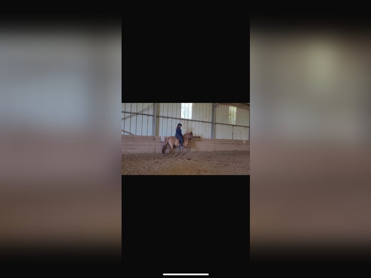 Icelandic Horse Mare 7 years 13.1 hh Chestnut-Red in Saarbrücken