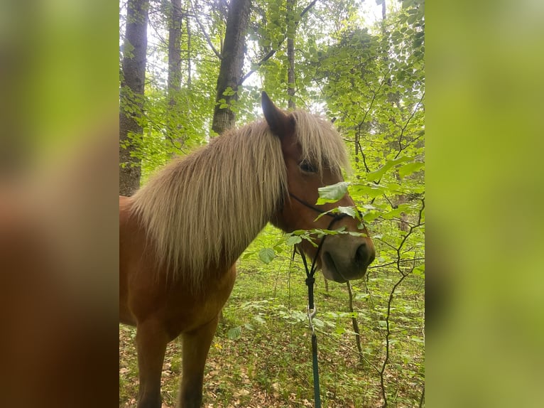 Icelandic Horse Mare 7 years 13,1 hh in Hofstetten b.Brienz