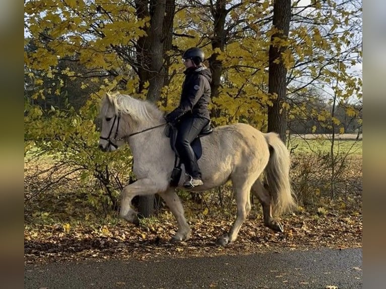 Icelandic Horse Mare 7 years 13,1 hh Palomino in Schneverdingen