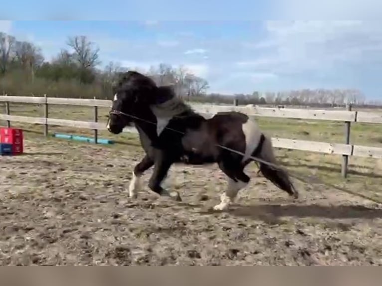 Icelandic Horse Mare 7 years 13,1 hh Pinto in Nuthe-Urstromtal