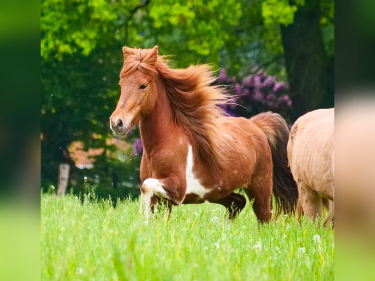 Icelandic Horse Mare 7 years 13,1 hh Pinto in Stapelfeld