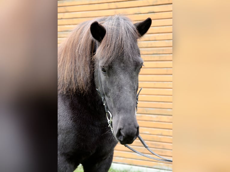 Icelandic Horse Mare 7 years 13,2 hh Black in Soltau