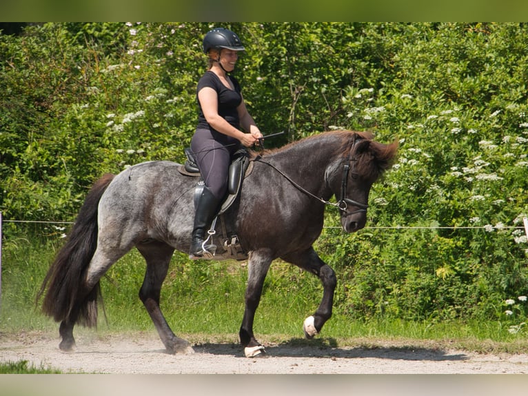 Icelandic Horse Mare 7 years 13,2 hh Black in Pfalzgrafenweiler