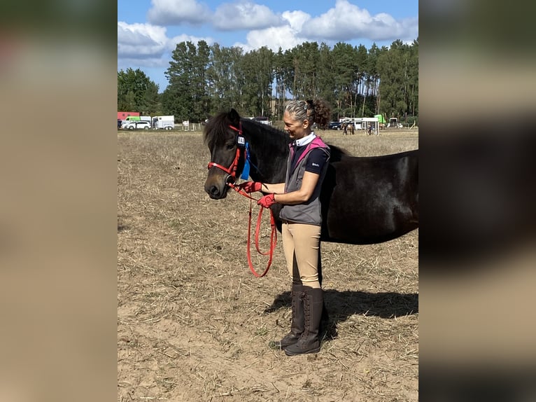 Icelandic Horse Mare 7 years 13,2 hh Brown in Rheinsberg OT