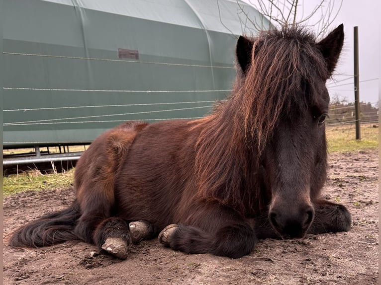 Icelandic Horse Mare 7 years 13,2 hh Brown in Rheinsberg OT