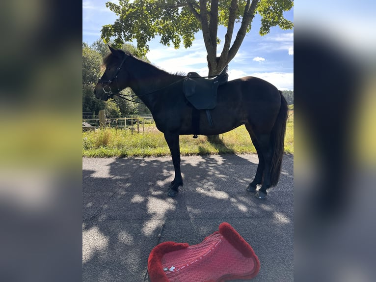 Icelandic Horse Mare 7 years 13,2 hh Brown in Rheinsberg OT