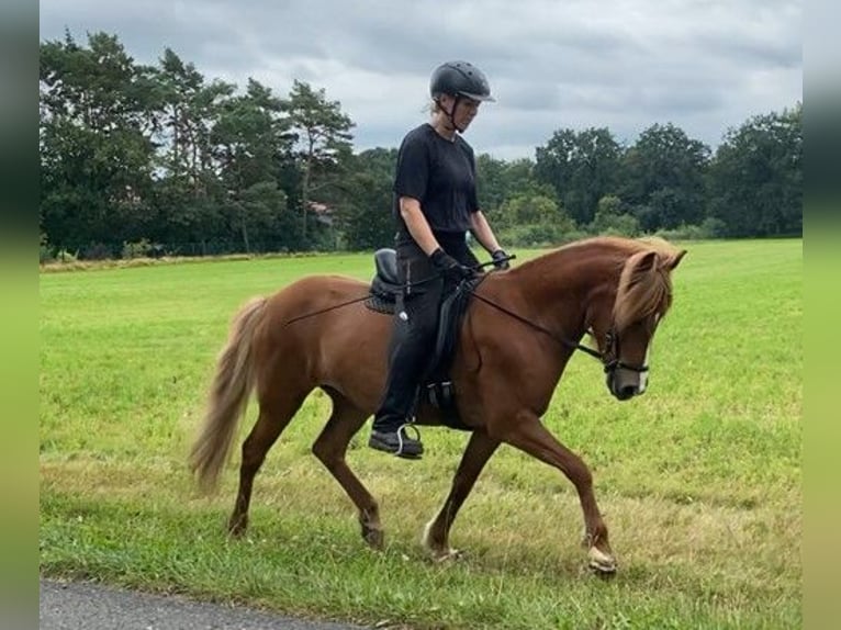 Icelandic Horse Mare 7 years 13,2 hh Chestnut-Red in Schneverdingen