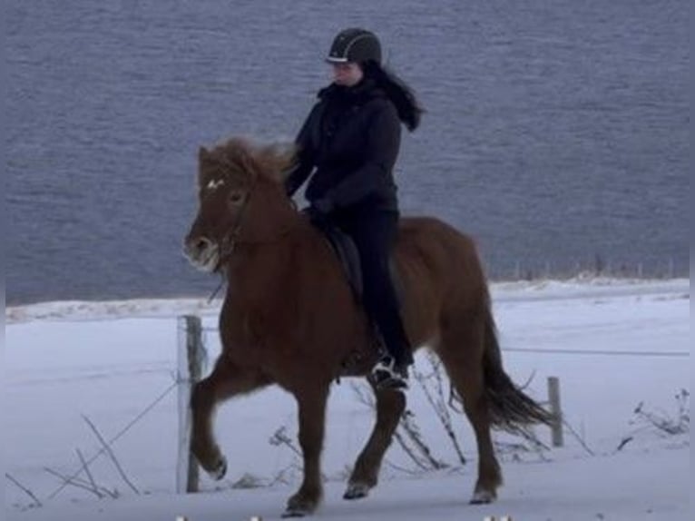 Icelandic Horse Mare 7 years 13,2 hh Chestnut-Red in Schneverdingen