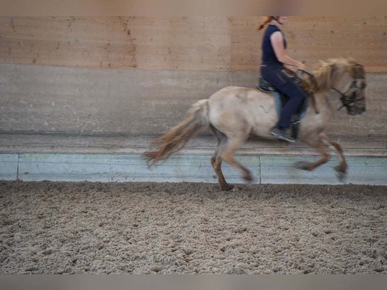 Icelandic Horse Mare 7 years 13.2 hh Dun in Gengenbach