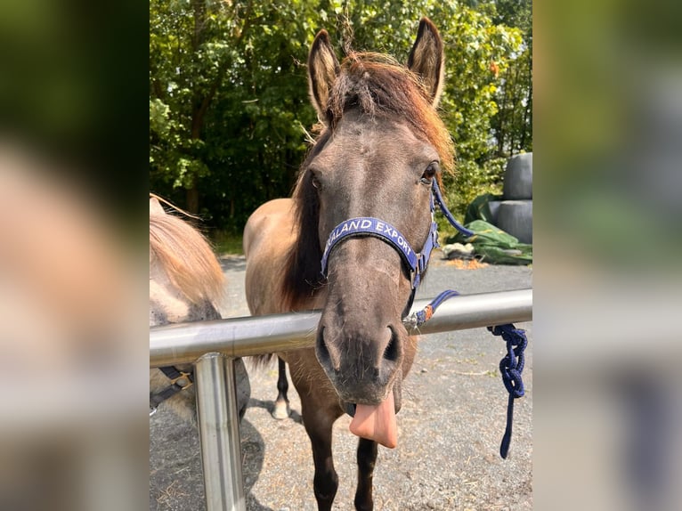 Icelandic Horse Mare 7 years 13,2 hh Grullo in Hückeswagen