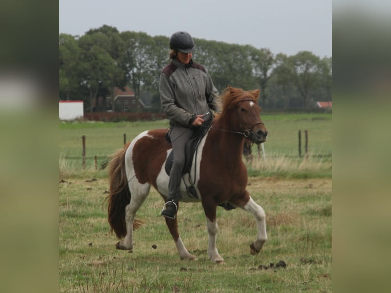 Icelandic Horse Mare 7 years 13.2 hh Pinto in Südlohn