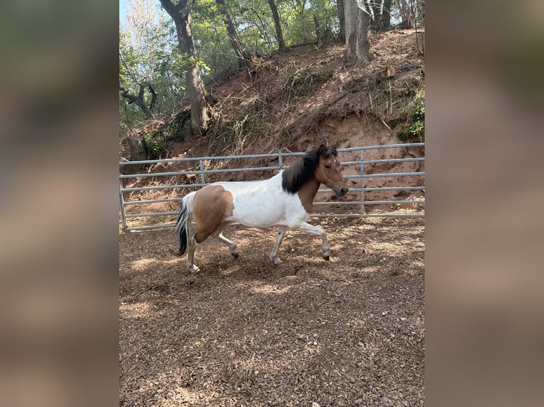 Icelandic Horse Mare 7 years 13.2 hh Pinto in Klingenberg am Main