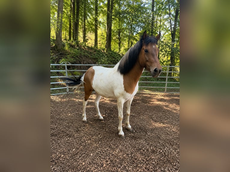 Icelandic Horse Mare 7 years 13.2 hh Pinto in Klingenberg am Main