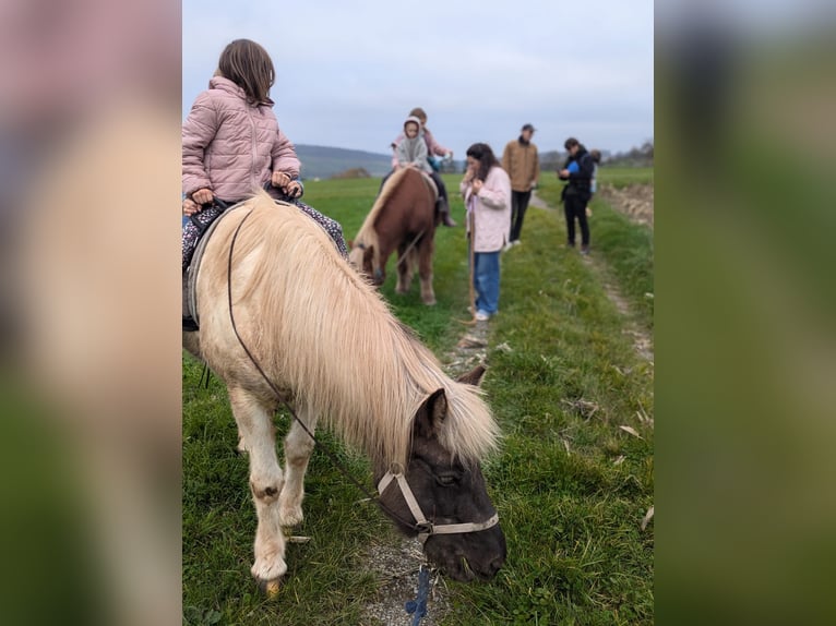 Icelandic Horse Mare 7 years 13,2 hh Pinto in Rosenberg