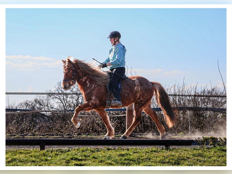 Icelandic Horse Mare 7 years 13.2 hh Roan-Red in Bad Honnef