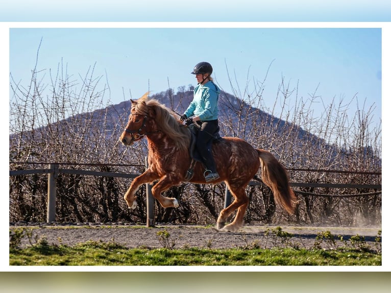 Icelandic Horse Mare 7 years 13.2 hh Roan-Red in Bad Honnef