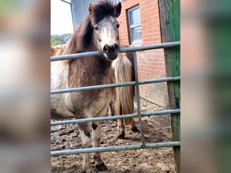 Icelandic Horse Mare 7 years 13,2 hh Tobiano-all-colors in Blunk