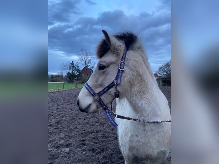 Icelandic Horse Mare 7 years 13,2 hh Tobiano-all-colors in Blunk