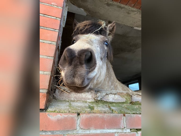 Icelandic Horse Mare 7 years 13,2 hh Tobiano-all-colors in Blunk