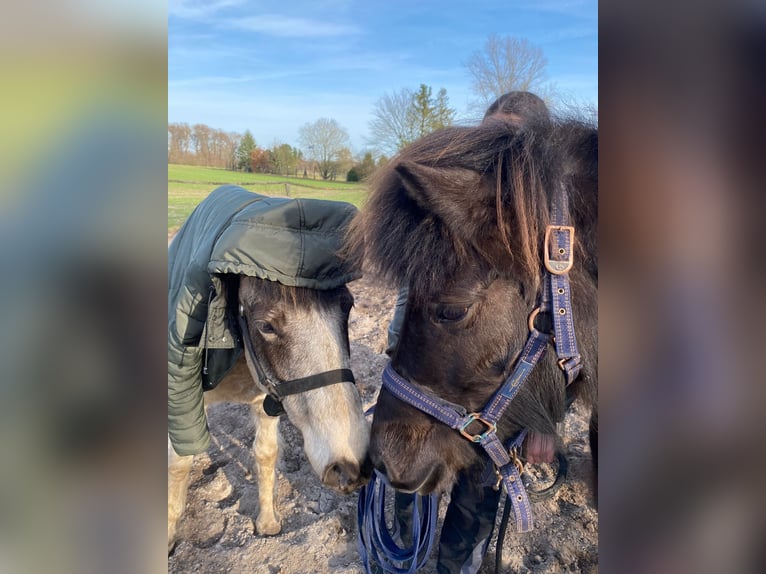 Icelandic Horse Mare 7 years 13,2 hh Tobiano-all-colors in Blunk