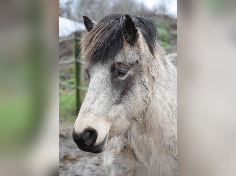 Icelandic Horse Mare 7 years 13,2 hh Tobiano-all-colors in Blunk