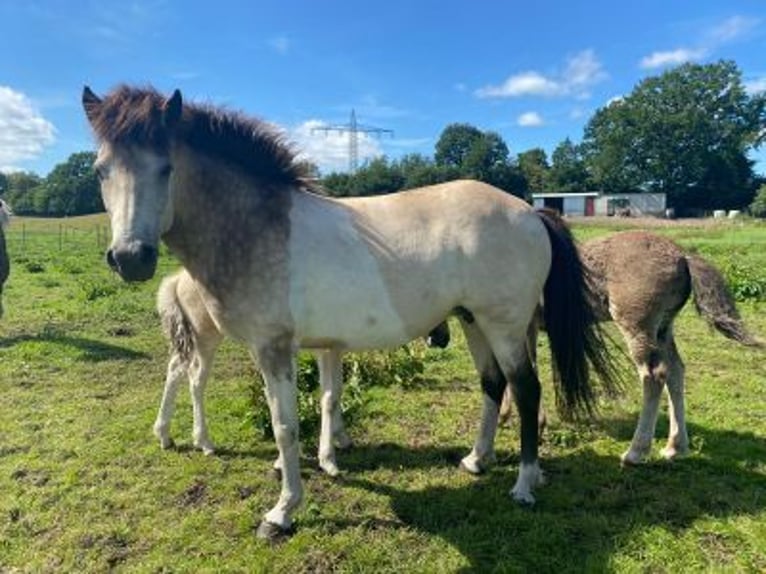 Icelandic Horse Mare 7 years 13,2 hh Tobiano-all-colors in Blunk