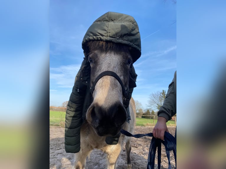 Icelandic Horse Mare 7 years 13,2 hh Tobiano-all-colors in Blunk