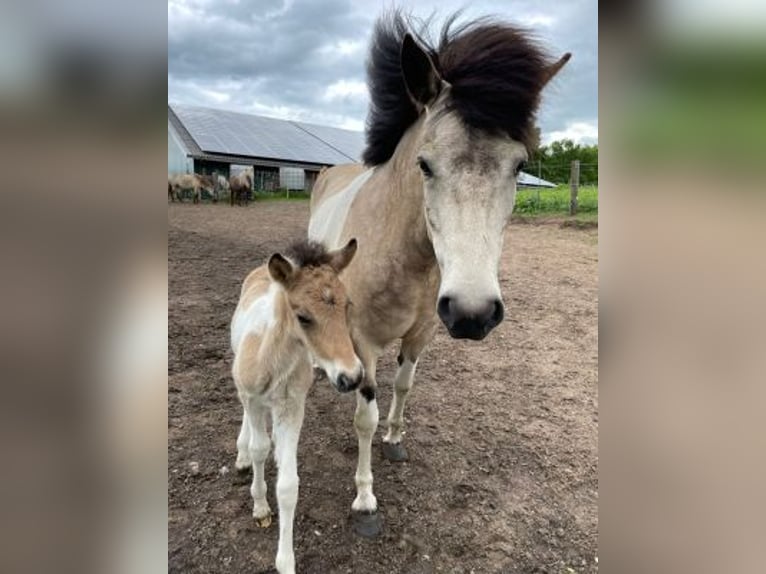 Icelandic Horse Mare 7 years 13,2 hh Tobiano-all-colors in Blunk