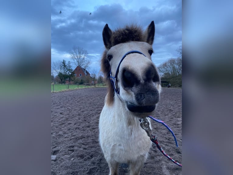 Icelandic Horse Mare 7 years 13,2 hh Tobiano-all-colors in Blunk