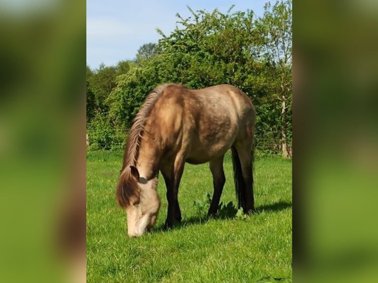 Icelandic Horse Mare 7 years 13,2 hh Tobiano-all-colors in Blunk