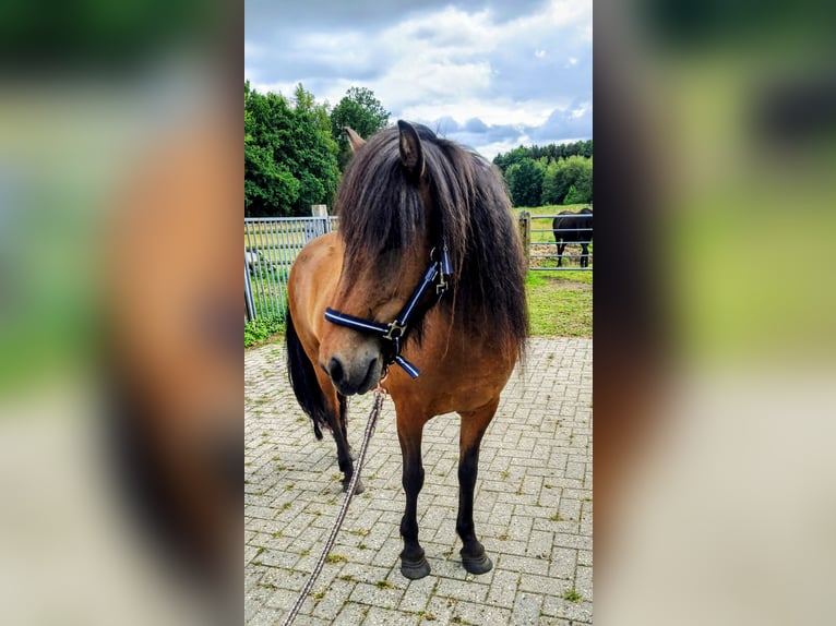 Icelandic Horse Mare 7 years 13,3 hh Bay-Dark in Hermannsburg