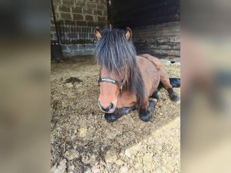 Icelandic Horse Mare 7 years 13,3 hh Bay-Dark in Hermannsburg