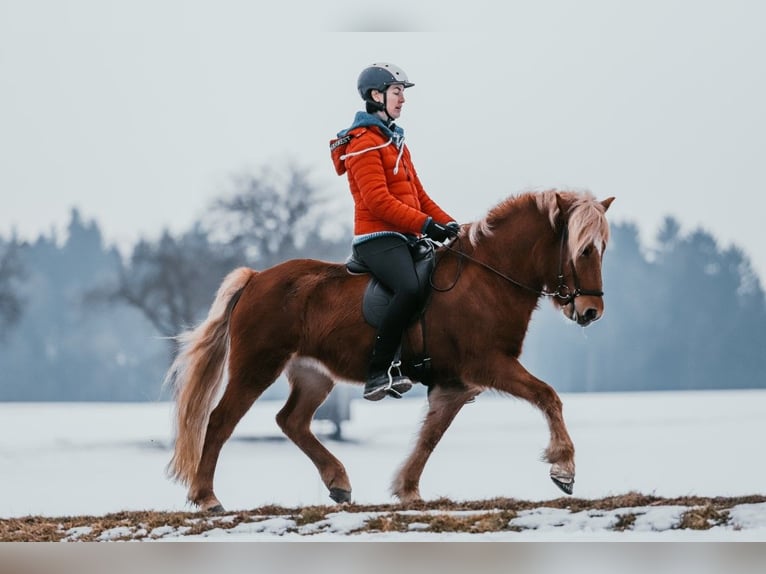 Icelandic Horse Mare 7 years 13.3 hh Chestnut-Red in Taufkirchen an der Trattnach