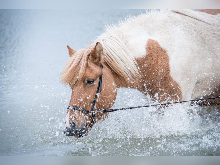 Icelandic Horse Mare 7 years 13,3 hh Pinto in Lehmrade