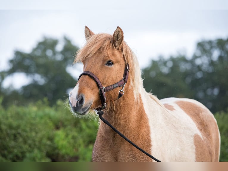 Icelandic Horse Mare 7 years 13,3 hh Pinto in Lehmrade