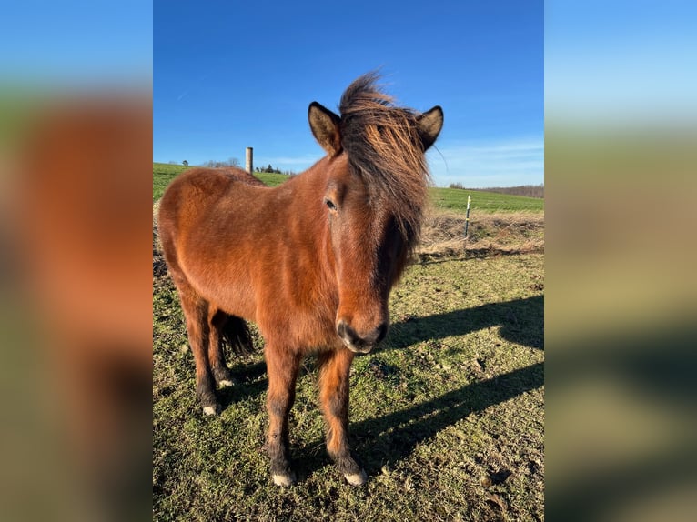 Icelandic Horse Mare 7 years 13 hh Brown in Grimma