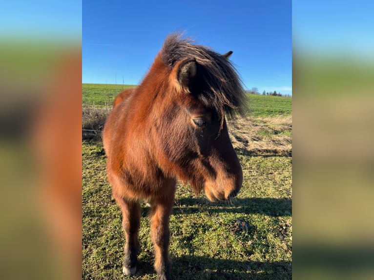 Icelandic Horse Mare 7 years 13 hh Brown in Grimma