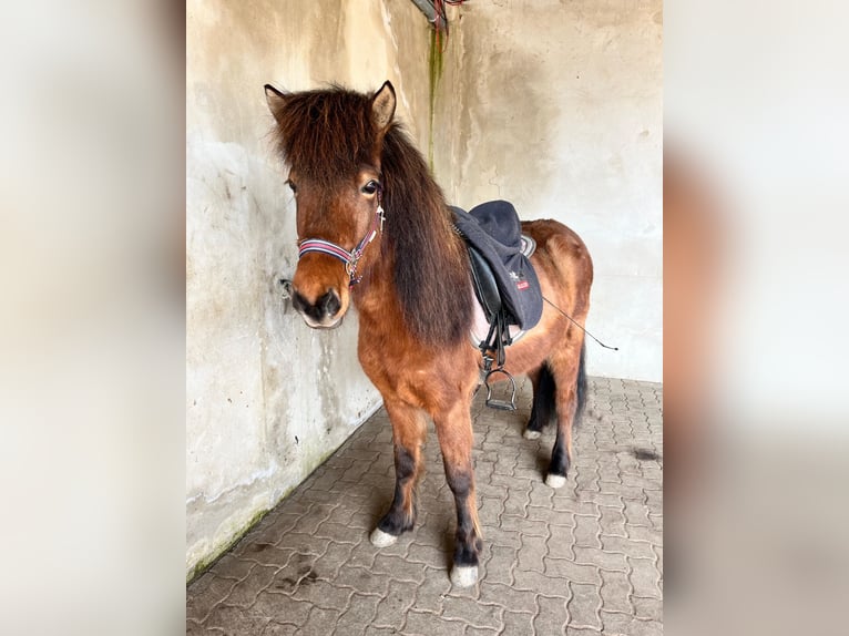 Icelandic Horse Mare 7 years 13 hh Brown in Grimma