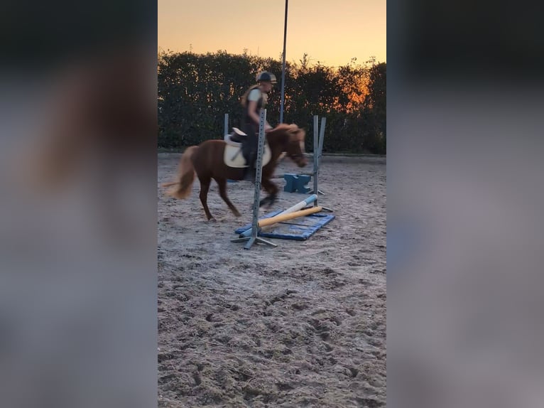 Icelandic Horse Mix Mare 7 years 13 hh Chestnut-Red in Titz