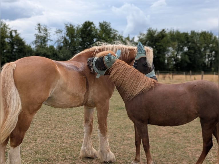 Icelandic Horse Mix Mare 7 years 13 hh Chestnut-Red in Titz