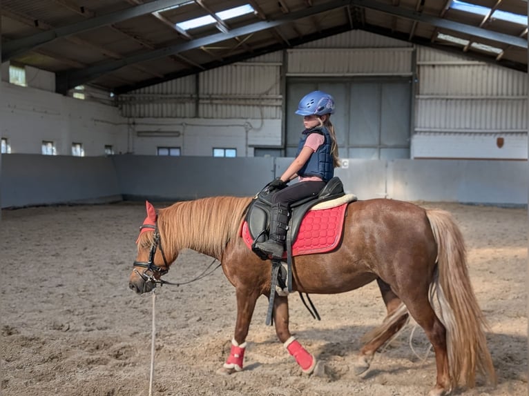 Icelandic Horse Mix Mare 7 years 13 hh Chestnut-Red in Titz