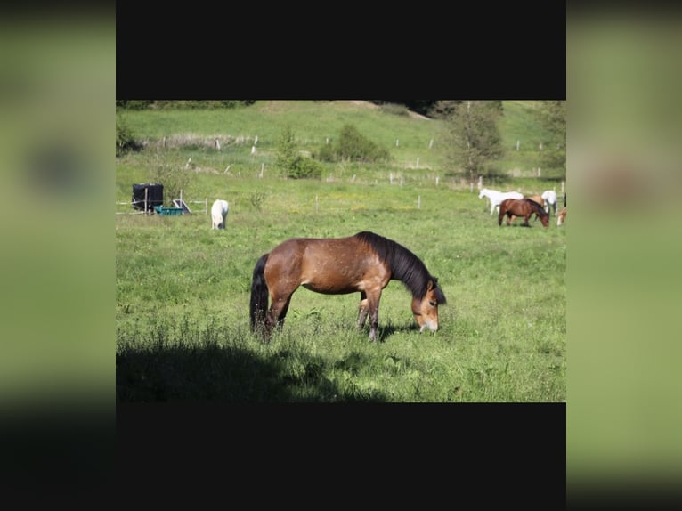 Icelandic Horse Mix Mare 7 years 13 hh Dun in Taunusstein