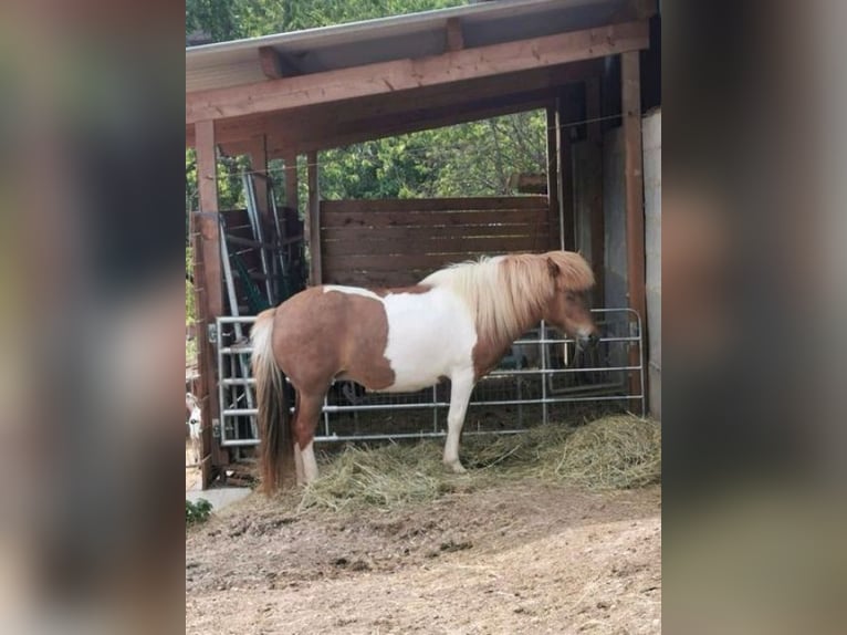 Icelandic Horse Mare 7 years 13 hh Pinto in Nonnweiler